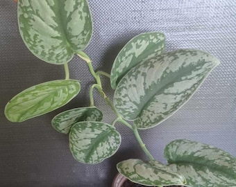 Satin Pothos Silver Philodendron Silvery Ann Scindapsus pictus, in pot