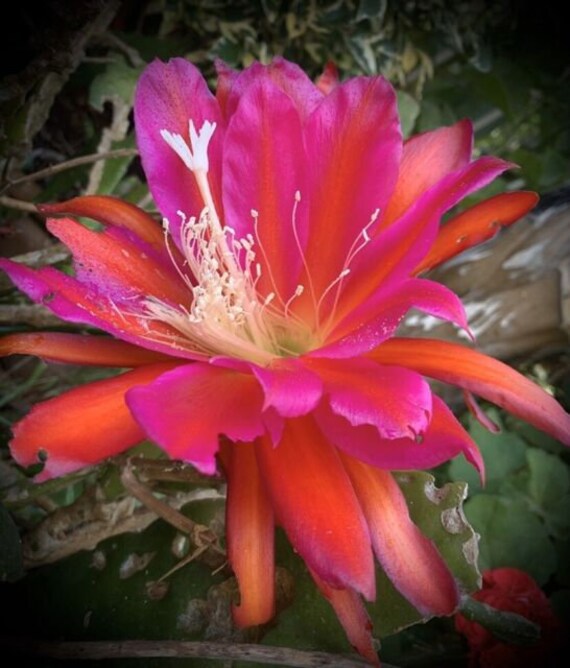 in pot rooted Super Chief XL very rare Epiphyllum Queen of the night cereus plant ready to bloom extra large red & orange bloom