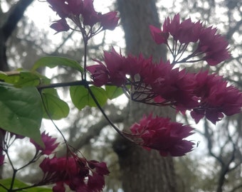 live well-rooted Java Red Bleeding Heart Vine Clerodendrum Delectum