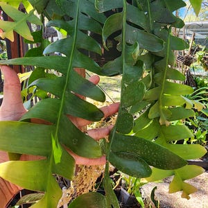 in pot, well-rooted Epiphyllum Chrysocardium Shark Tooth Cactus