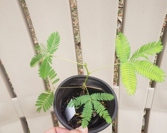 live well-rooted shy plant, mimosa pudica, sensitive plant, touch me not