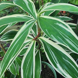 in pot variegated Insulin plant, spiral ginger, red button ginger 4-5&quot; pot