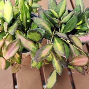 May include: Overhead view of two potted Hoya plants. The leaves are a mix of green, yellow, and pink, with the pink hues concentrated on the edges. The plants are in black pots, and the background is a wooden surface.
