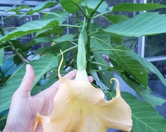 in 5 inch pot, live well-rooted rare Angel's Trumpet flower, Tree Daturas Brugmansia plant