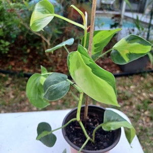 4&quot; pot rare variegated Heartleaf Brasil Philodendron