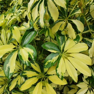 in half gallon pot live well-rooted variegated umbrella tree Schefflera arboricola Trinette