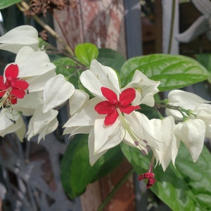 May include: Close-up of a cluster of Bleeding Heart Vine flowers. The flowers have white, heart-shaped petals and vibrant red centers. Green leaves and stems are also visible.
