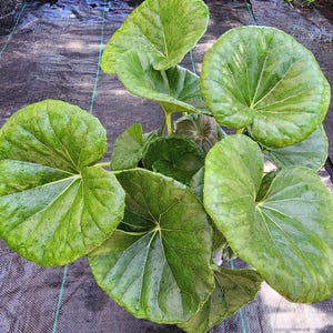 May include: A close-up of a large green plant with large, round leaves. The leaves have a textured surface and are arranged in a circular pattern.