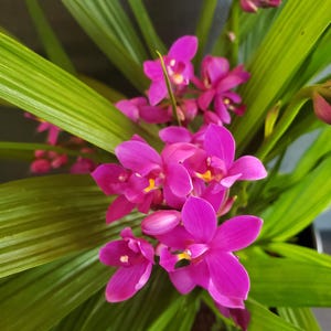 May include: A close-up of a pink orchid plant with green leaves. The orchid has multiple blooms with a vibrant magenta color.