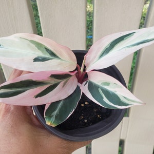 in 4 inch pot live well-rooted Stromathe Triostar, Calathea Tricolor Prayer plant