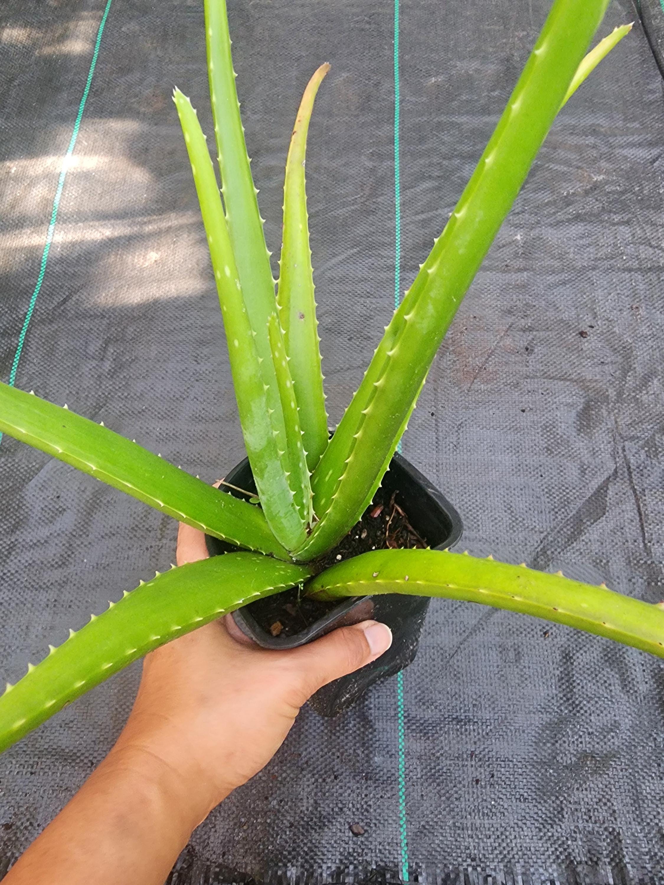 Organic Aloe Vera 12 Rooted Aloe Vera Plants - Organic Medicinal  Barbadensis, Fast Growing, Ships Bare Root Rhizomes Bulbs