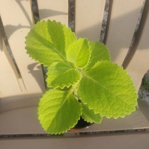 4&quot; pot live plant, Mexican Oregano, Filipino Philippine Kalabo Oregano 8-12 inches tall