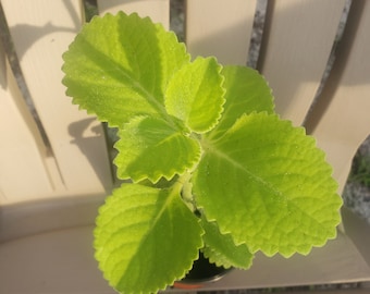 May include: A close-up of a green potted plant with large, serrated leaves. The plant is in a brown pot and is sitting on a white wooden surface.