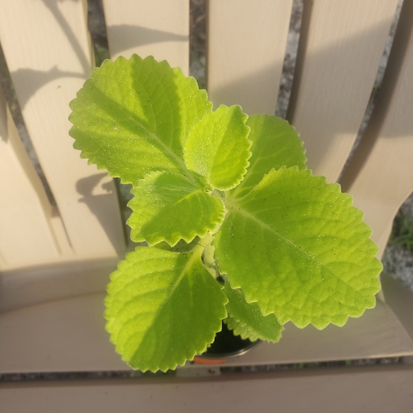 in 4 inch pot live plant, Mexican Oregano, Filipino Philippine Kalabo Oregano 8-12 inches tall