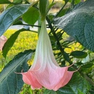 in half gallon, well-rooted rare Pink Angel&#39;s Trumpet flower, Brugmansia Suaveolens plant