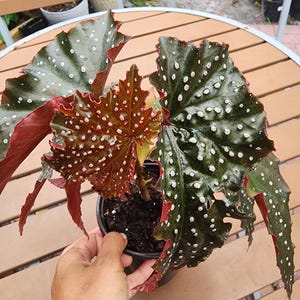 in pot, well-rooted rare &quot;Fannie Moser&quot; Angel wing Polka dot Begonia