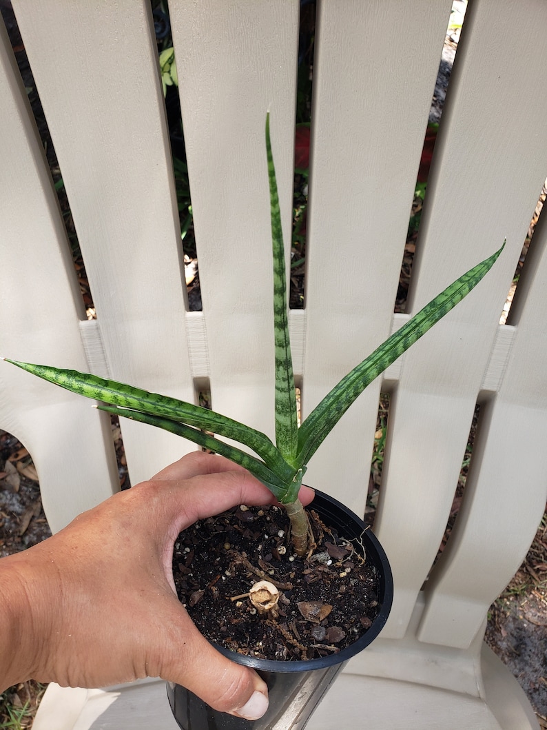 SunshinePlantita Sansevieria cylindrica Snake Plant - Thumbnail 2