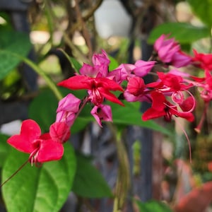 live well-rooted Java Red Bleeding Heart Vine Clerodendrum Delectum