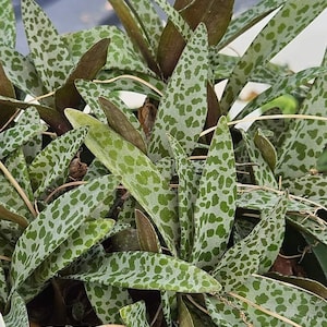 May include: Close-up of a green and white spotted succulent plant with long, narrow leaves.