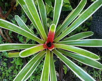 in pot well-rooted Blushing Bromeliad Neoregelia Carolinae