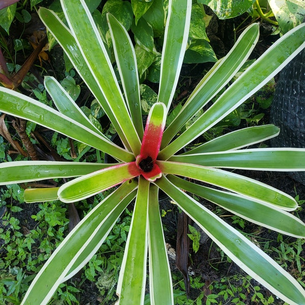 in 4 inch pot live well-rooted Blushing Bromeliad Neoregelia Carolinae