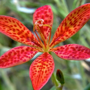 in 4" pot rare Blackberry Lily Leopard Lily Iris domestica