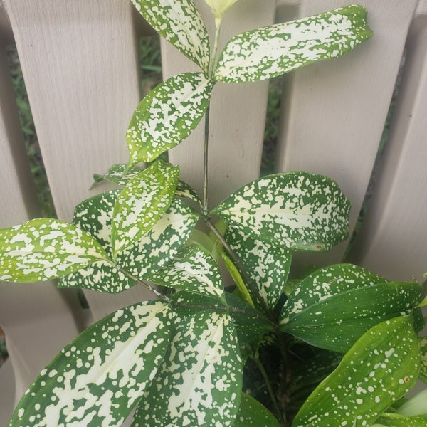 in 6 inch pot, live well-rooted Gold dust Dracaena, Florida Beauty plant