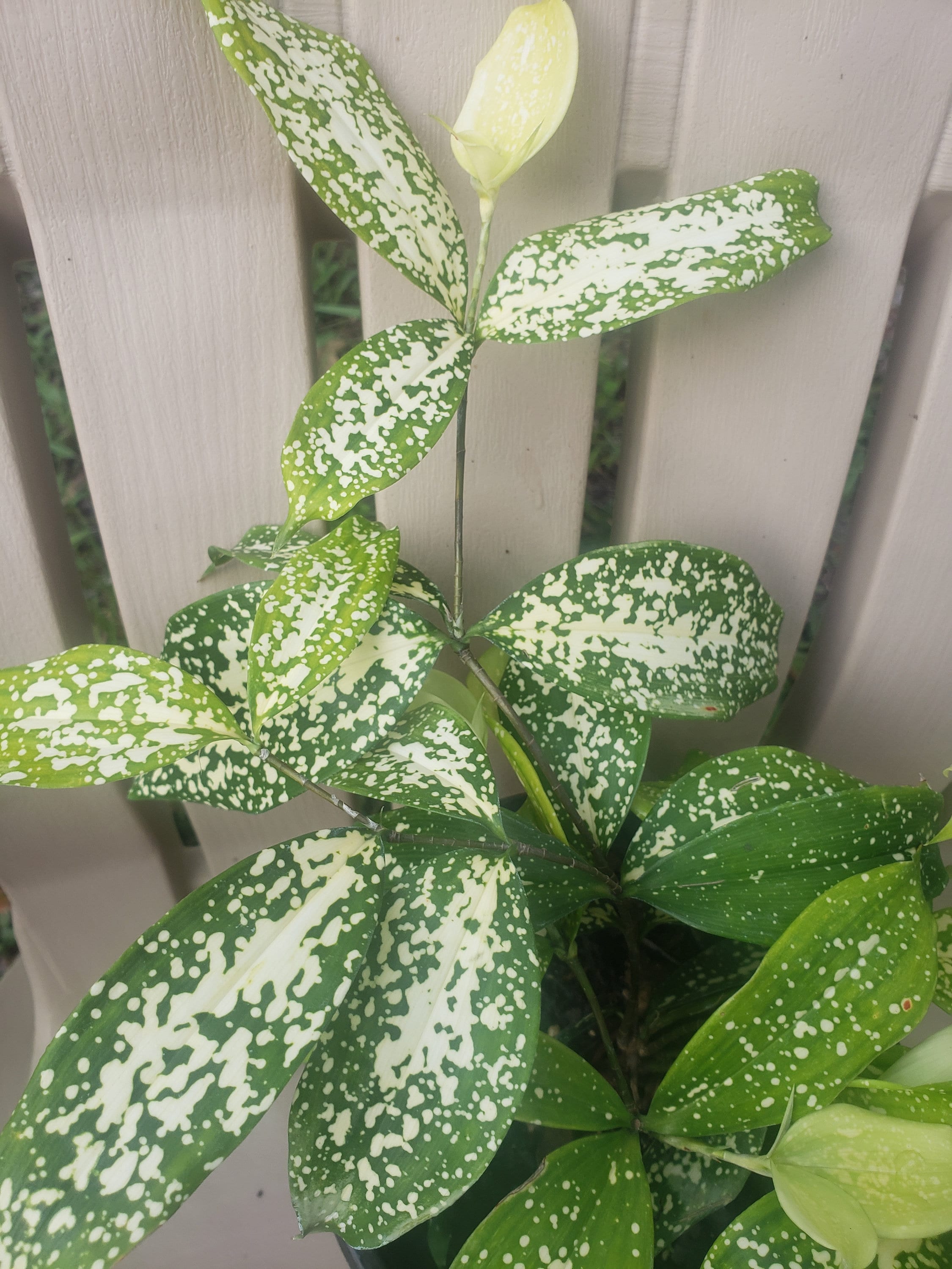 tropical dracaena marginata Dracaena marginata 14