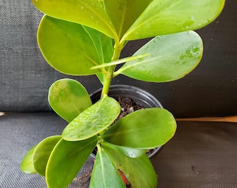 Clusia Rosea 'nana' - Dwarf - Good for Training a Bonsai - Etsy