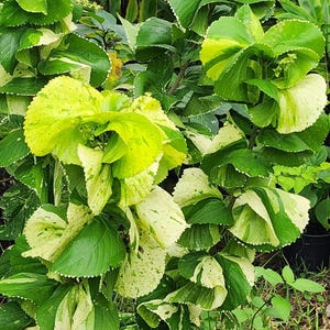 5&quot; pot, rooted rare Ruffle Variegated Copper Leaf