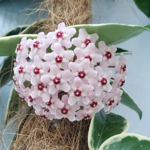 in  4-inch pot live rooted rare variegated Hoya carnosa 'Krimson Queen' tricolor wax porcelain flower honey plant