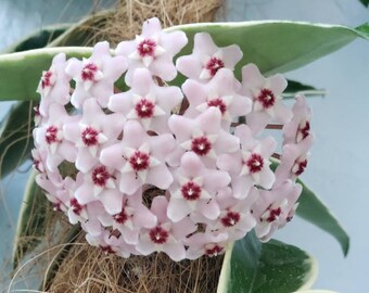 in  4-inch pot live rooted rare variegated Hoya carnosa 'Krimson Queen' tricolor wax porcelain flower honey plant