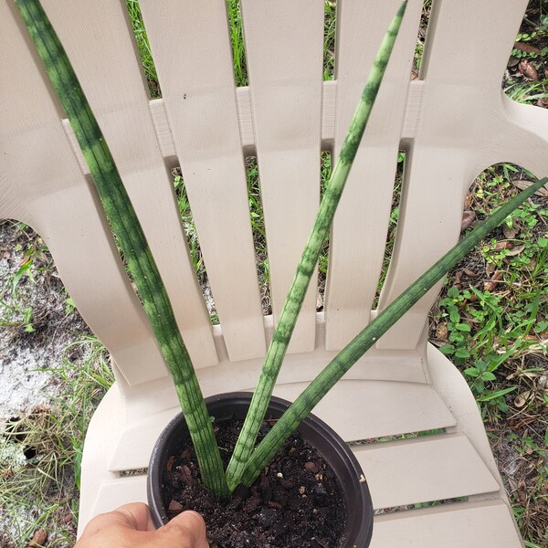 in pot, live well-rooted Sansevieria cylindrica African spear snake plant