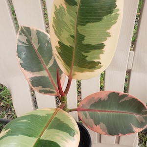 May include: A potted variegated rubber plant with large, oval leaves. The leaves display a mix of green, cream, and pink hues, with prominent veins. The plant is in a black pot, set against a neutral-toned chair.