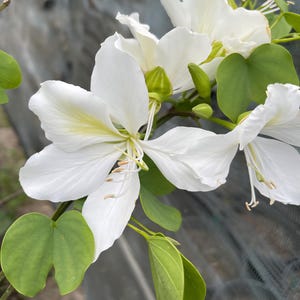 in half gallon pot rare White Orchid Tree plant Bauhinia Alba