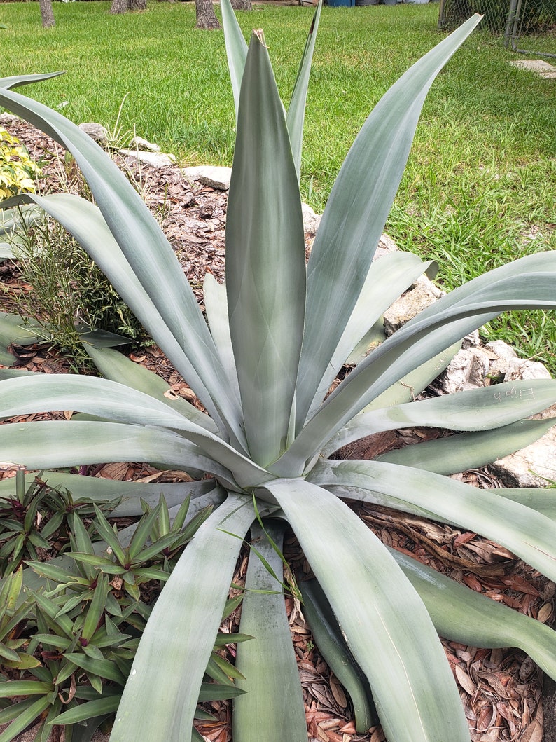In Pot Live Well-rooted Blue American Agave Century Plant - Etsy