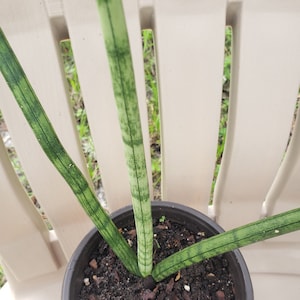 in pot, live well-rooted Sansevieria cylindrica African spear snake plant