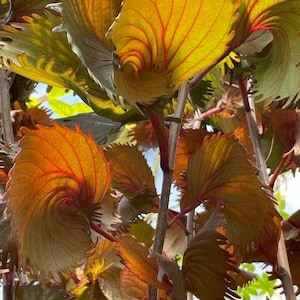in pot, rooted rare Copper Leaf Moorea Acalypha wilkesiana &#39;Moorea&#39; Ruffle Coppeleaf