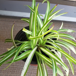 May include: A potted plant with long, green and white striped leaves. The plant is in a black pot and is sitting on a brown woven mat.