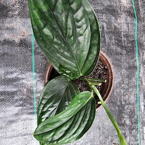 May include: A green houseplant with large, dark green leaves. The plant is in a brown pot and is sitting on a gray, textured surface.
