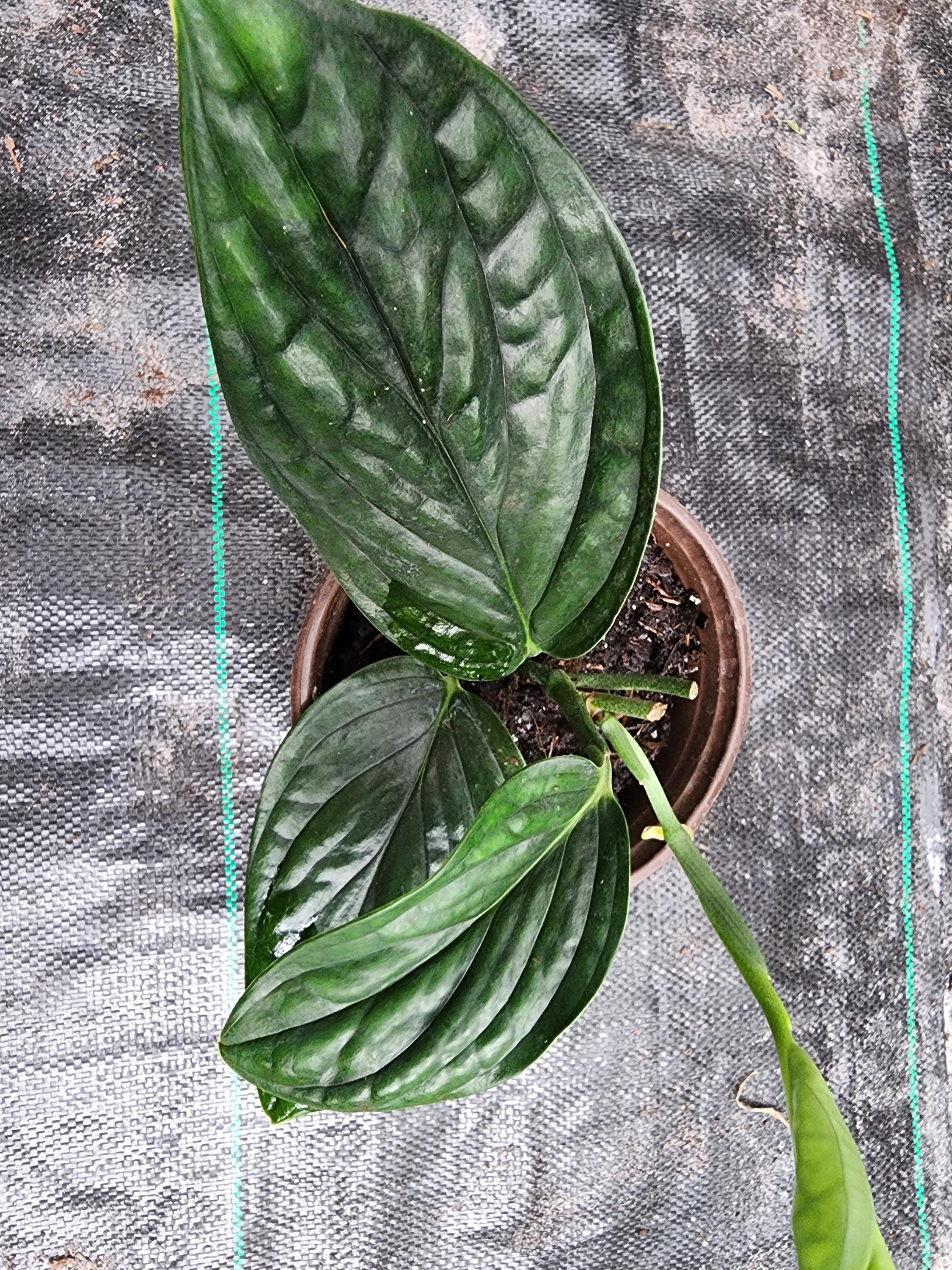 4" pot, rare Monstera Pinnatipartita