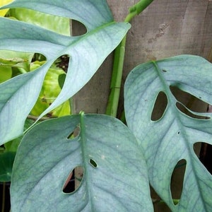 live well-rooted rare Cebu Blue Pothos, Epipremnum pinnatum in 4 inch pot