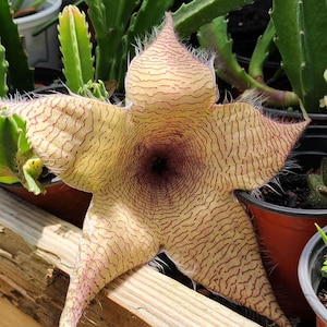 in pot rooted rare Star Fish Cactus Stapelia Gigantica spineless