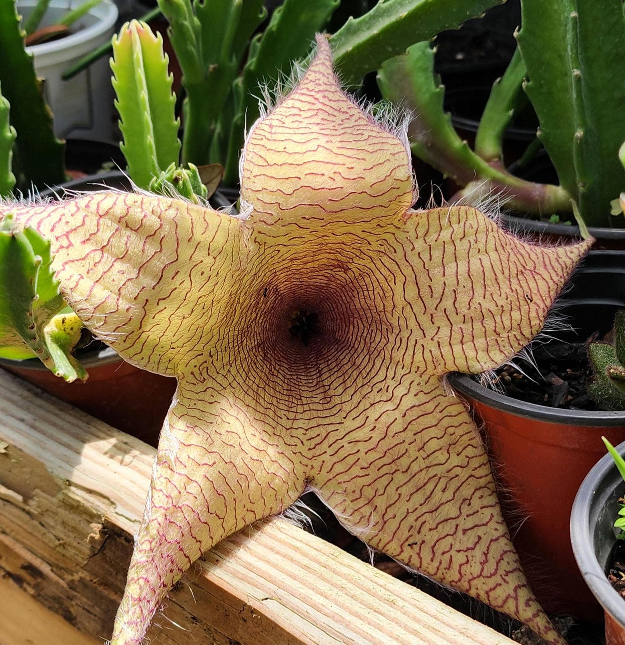 in pot rooted rare Star Fish Cactus Stapelia Gigantica spineless