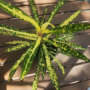 4&quot; pot established Gold Star Croton