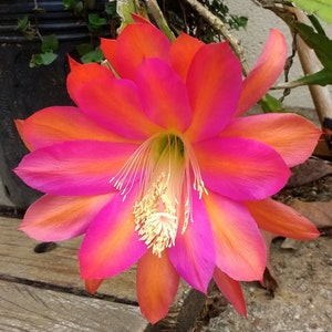 in pot rooted Super Chief XL very rare Epiphyllum Queen of the night cereus plant ready to bloom extra large red & orange bloom