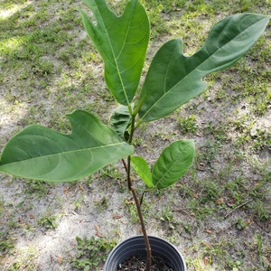 in half gallon pot live well-rooted Jackfruit tree FREE SHIPPING