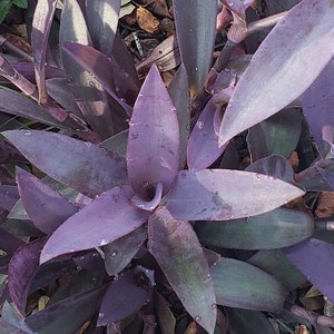 live, rooted in 4 inch pot Purple Hearts Tradescantia Padilla wandering Jew purple queen