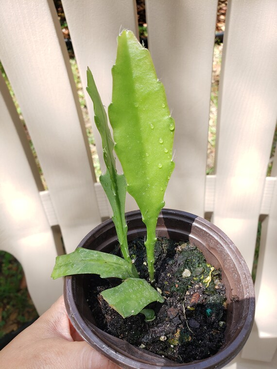 in pot rooted Super Chief XL very rare Epiphyllum Queen of the night cereus plant ready to bloom extra large red & orange bloom