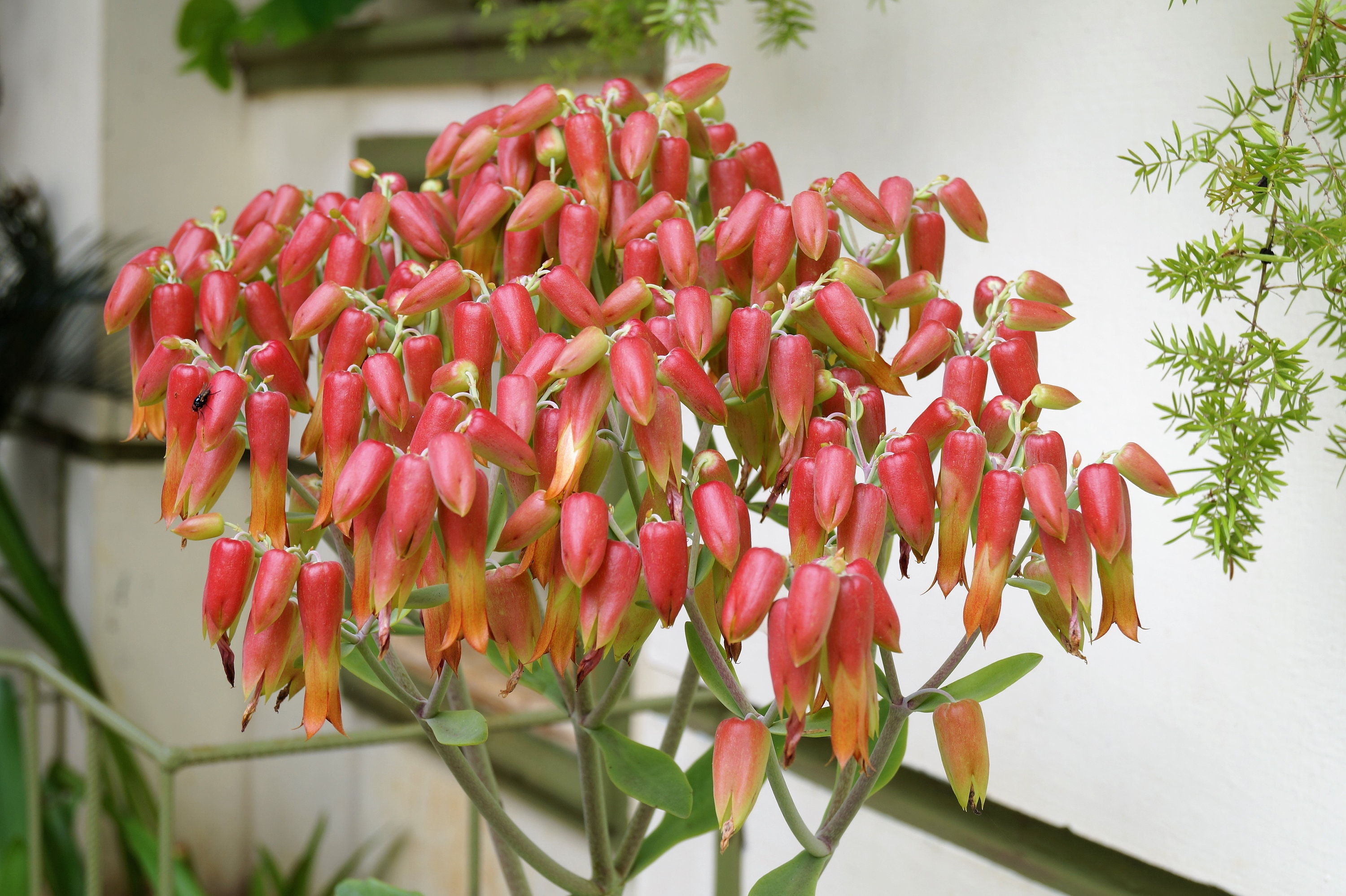 in pot live well-rooted Cathedral bells plant, leaf of life, loveplant in 4 inch pot 8-10 inches tall